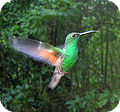 hummingbird